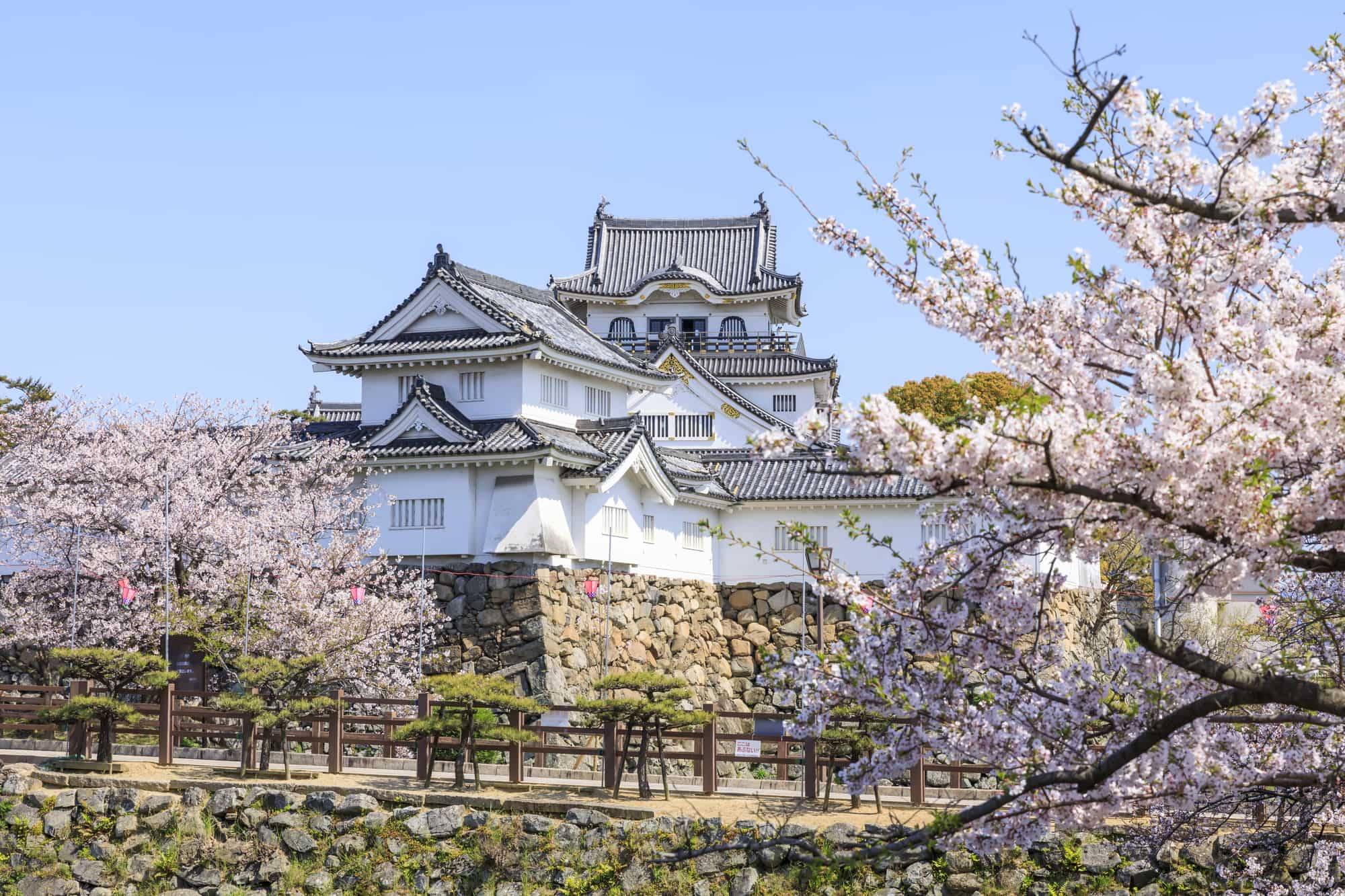 薄ピンク色に色づく桜満開の「岸和田城」